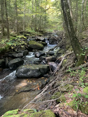 Escape to Serenity: Your Guide to Maryland's Potomac State Forest