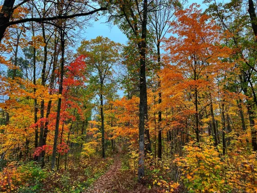 Best Long Trails In Chippewa National Forest 