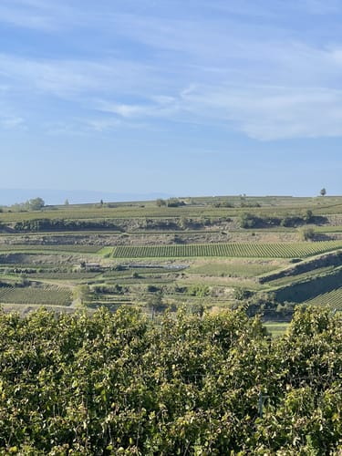 Panoramawegt Augenweide Malterdingen