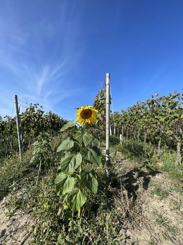 Panoramawegt Augenweide Malterdingen