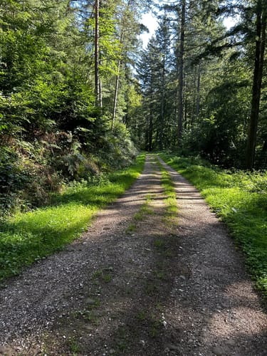 Auf den Burgberg im Meulenwald