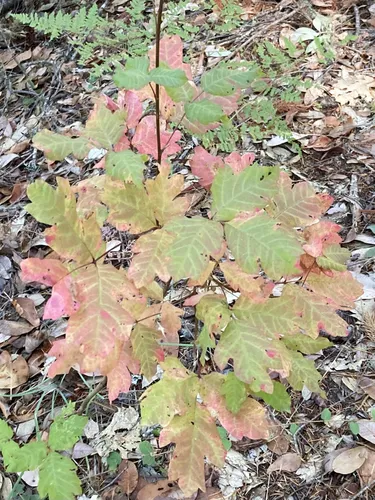 Best Hikes and Trails in Illinois River Forks State Park AllTrails