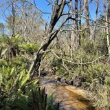 Lilly Pilly Track to Mount Bishop Circuit, Victoria, Australia - 323 ...