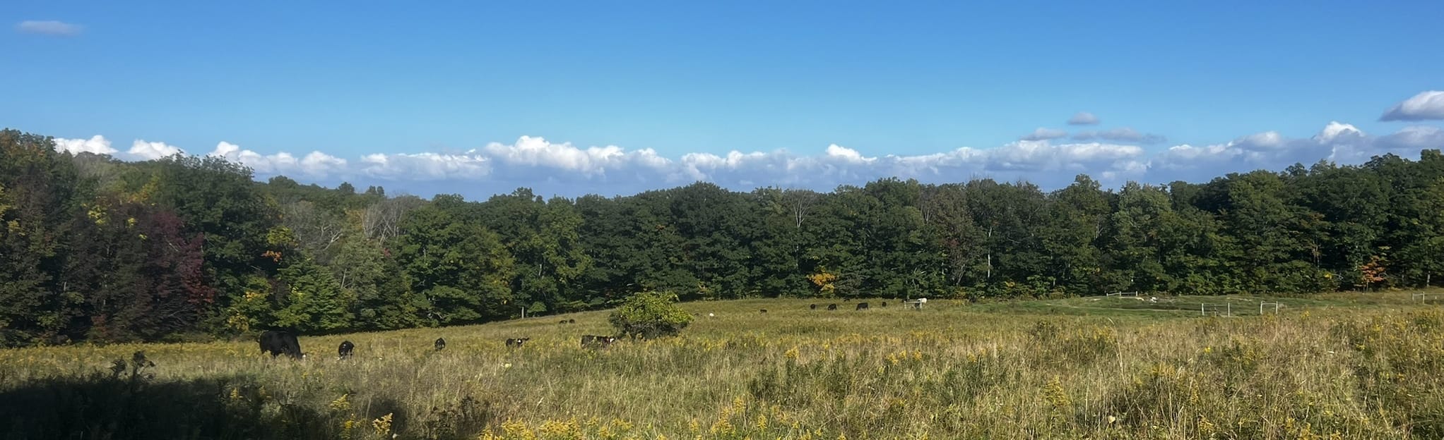 Burnt Hill Trail 62 Reviews, Map New York AllTrails