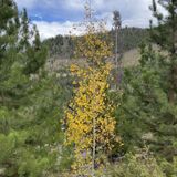 Sapphire Point Overlook Trail, Colorado - 2,299 Reviews, Map 