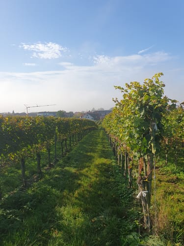 Hagnauer Seelauf Halbmarathon