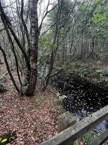 Provinzialmoor und Fullener Wald