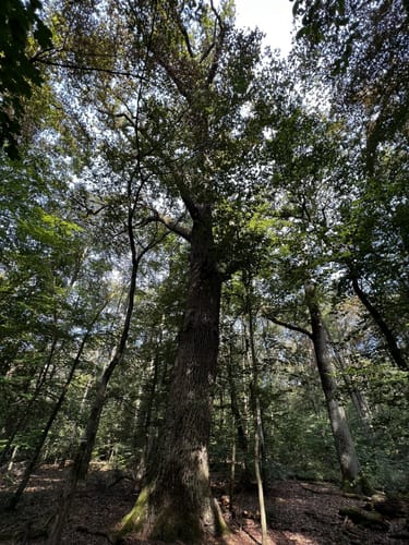 Von Dudenhofen durch den Speyrer Wald