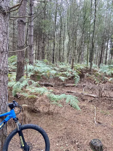 Friston forest discount mountain bike trails