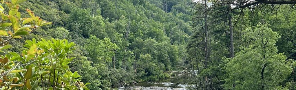 Not to brag, but Linville Gorge Wilderness is giving rugged good looks a  whole new meaning. ✨ Pull on your boots, grab a trail map and…