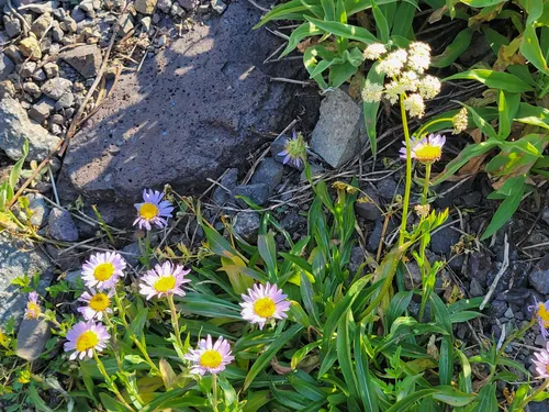 Best Waterfall Trails in Emigrant Wilderness | AllTrails
