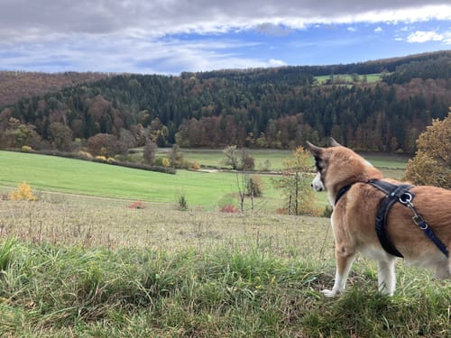 Von Steighöfe zum Tiefental