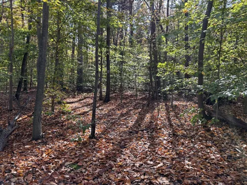 Best Hikes and Trails in Freneau Woods Park | AllTrails