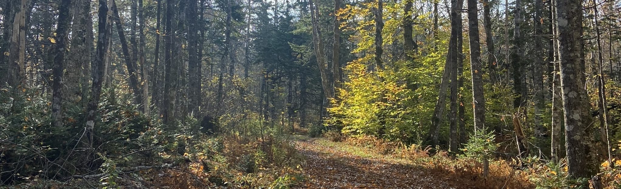 East Bay Hills Trail, Nova Scotia, Canada 66 Reviews, Map AllTrails