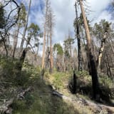 Ladybug hotsell trail sequoia