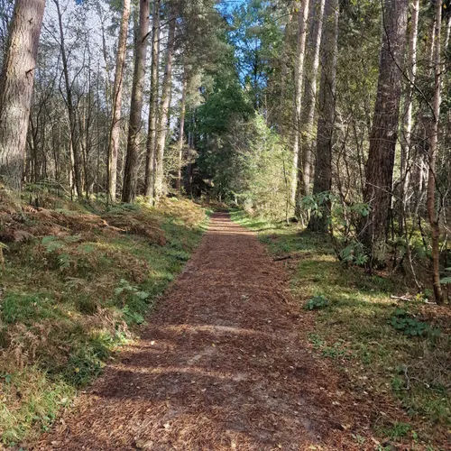 2023-best-historic-site-trails-in-hamsterley-forest-alltrails