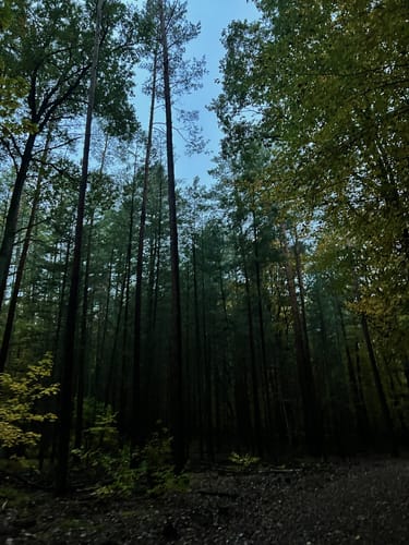 Tegeler Forst Rundweg
