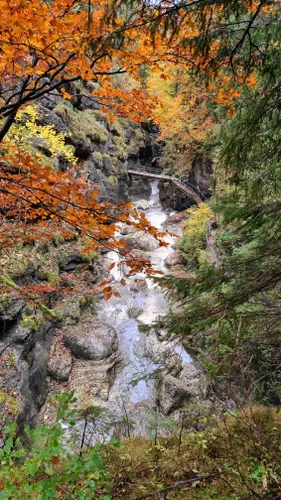 Forêt Mixte D'automne Fussen Allemagne