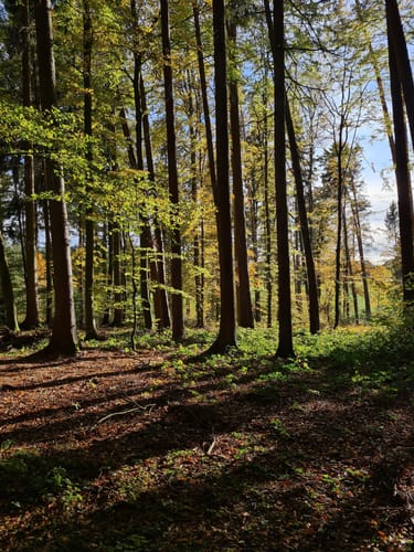 Pfaffendorf L4: Zentrale Runde