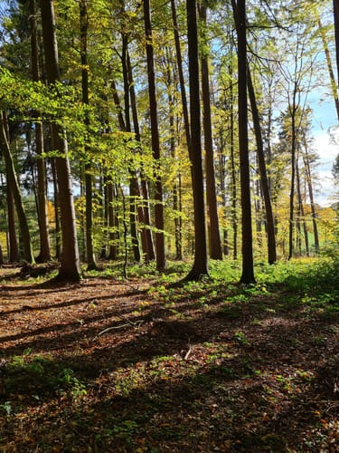 Pfaffendorf L4: Zentrale Runde