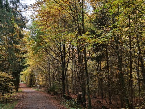 Pfaffendorf L4: Zentrale Runde