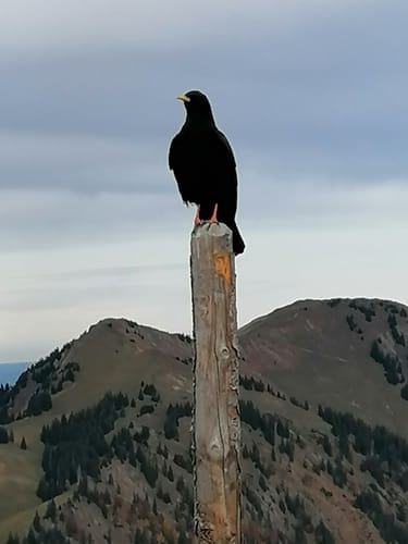 Bergtour: Siplinger Kopf, Heidenkopf und Girenkopf