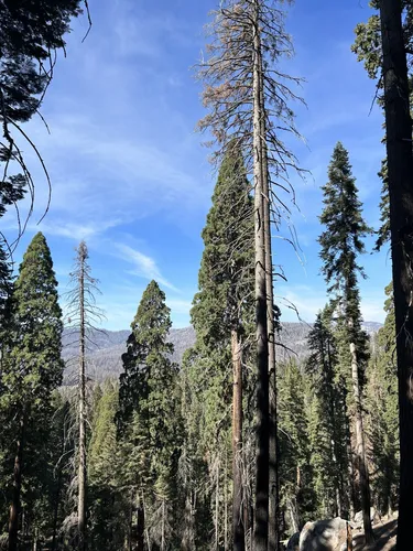 Easy hikes in 2025 sequoia national park