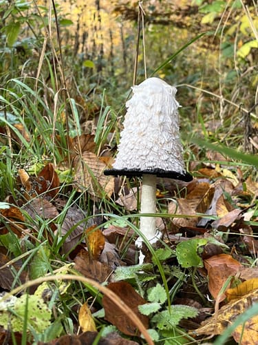 Durch das Schaichtal