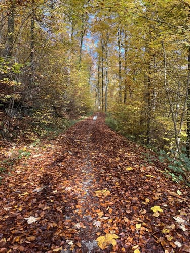 Durch das Schaichtal