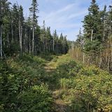 Whiteface Mountain Summit Trail, New York - 1,162 Reviews, Map | AllTrails