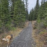 Goat Pond, Alberta, Canada - 126 Reviews, Map | AllTrails