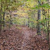 Pate Hollow Trail, Indiana - 1,485 Reviews, Map | AllTrails