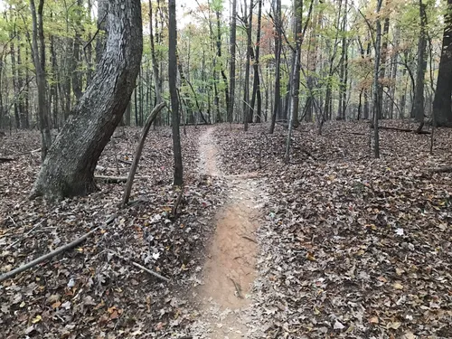 Best Mountain Biking Trails in Brumley Nature Preserve AllTrails