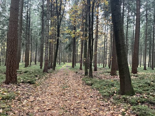 Dragon Trail (Kellinghusen)