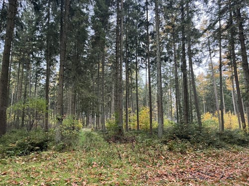 Dragon Trail (Kellinghusen)