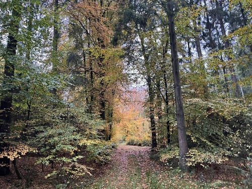Dragon Trail (Kellinghusen)