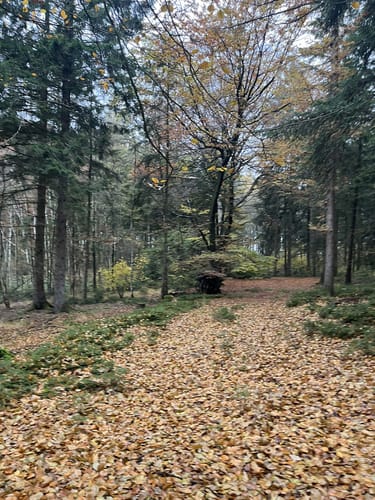 Dragon Trail (Kellinghusen)
