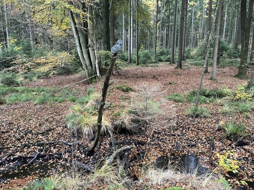 Dragon Trail (Kellinghusen)