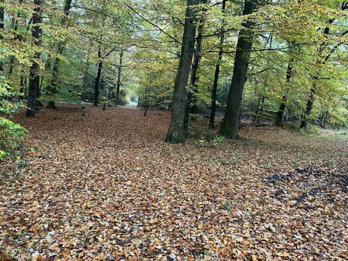 Dragon Trail (Kellinghusen)