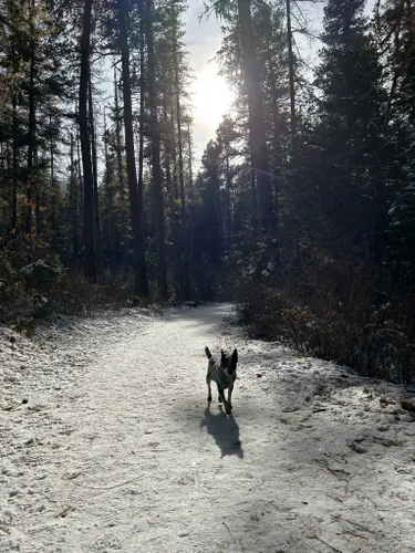 Best Hikes and Trails in Pattee Canyon Picnic Area | AllTrails