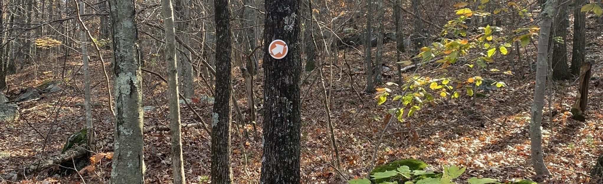 Del Reeves Loop, Connecticut 96 Reviews, Map AllTrails