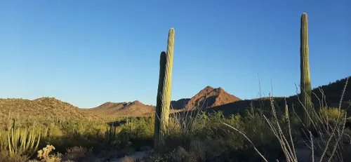 Wildflowers - Organ Pipe Cactus National Monument (U.S. National Park  Service)