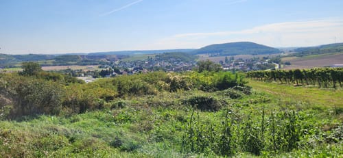 Rundwanderweg Frei-Laubersheim 20