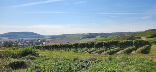 Rundwanderweg Frei-Laubersheim 20