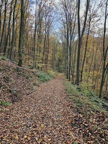 Braunfels - Uhupfad (Walderlebnispfad)