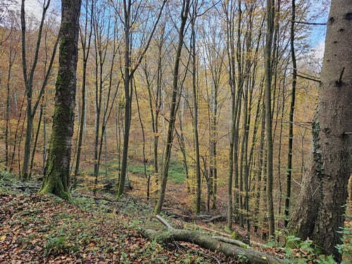 Braunfels - Uhupfad (Walderlebnispfad)