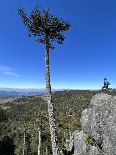 Nahuelbuta National Park and the Araucaria trees