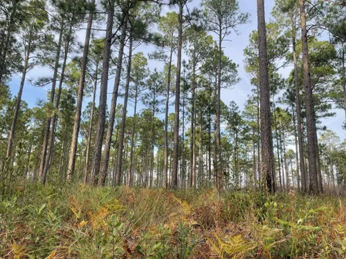 Best Hikes And Trails In Green Swamp Preserve | AllTrails