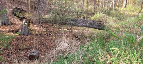 Photos of Bristol Woods County Park, Wisconsin trails | AllTrails