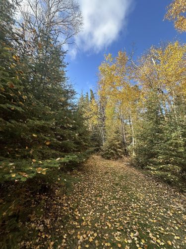 Photos of Birch Snag Trail - Alberta, Canada